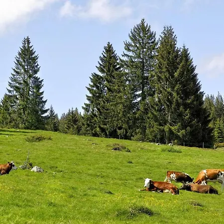 C2 Ferienwohnung Im Schwarzwald 30m Ferienwohnungapp Fuer Max 2 Personen 公寓 Menzenschwand-Hinterdorf